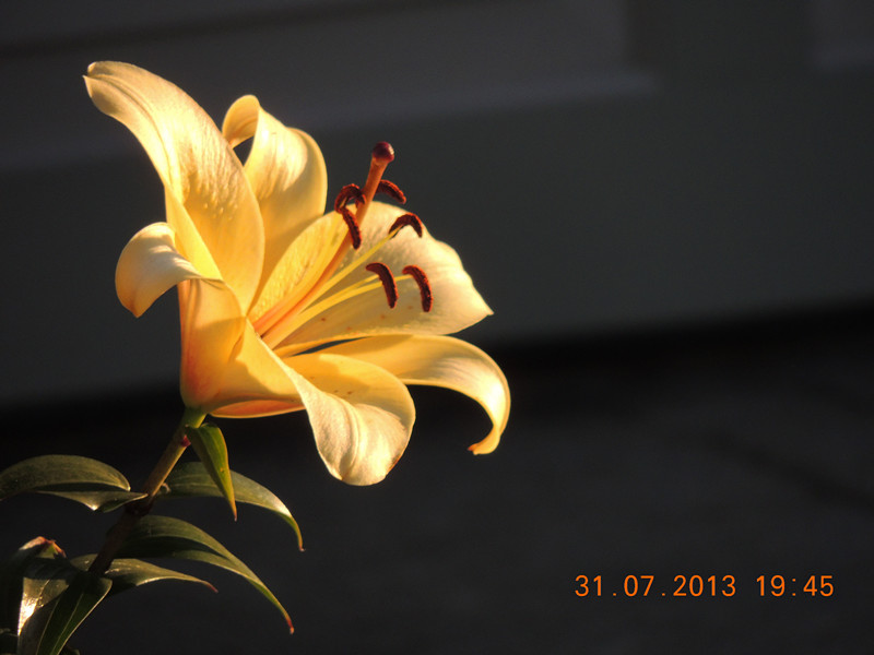 flower 281_.jpg