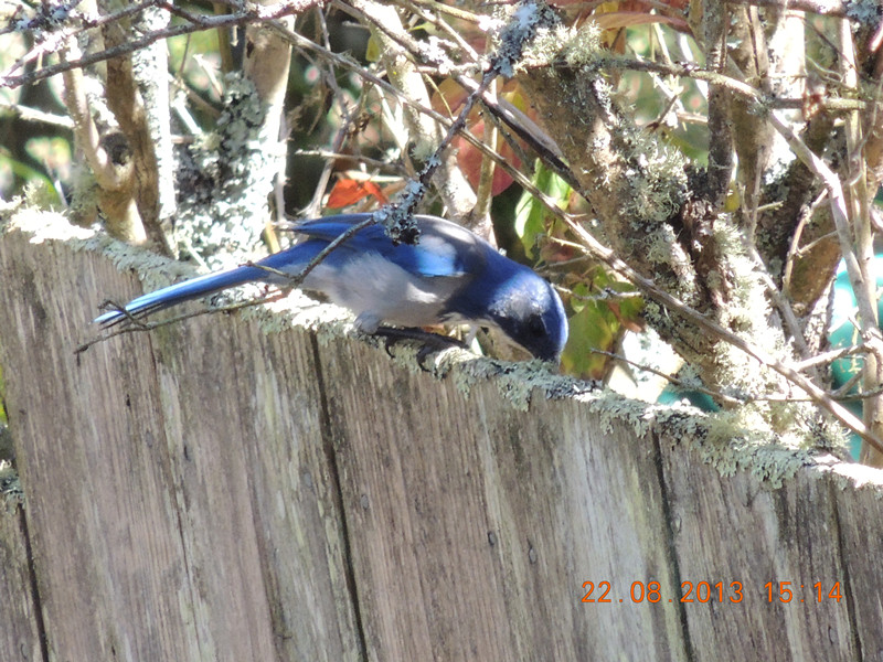 bird 163_.jpg