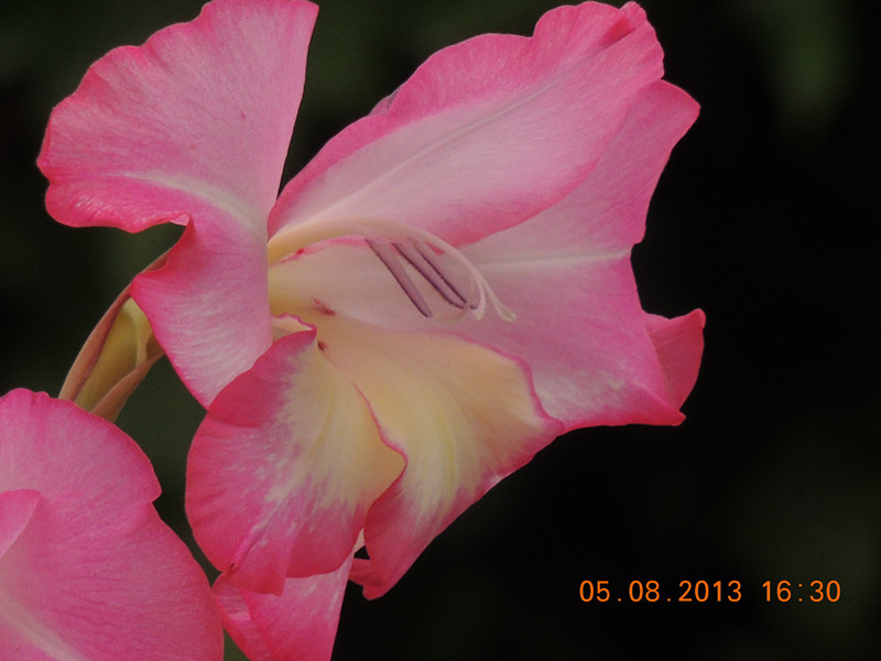 flower 370_.jpg