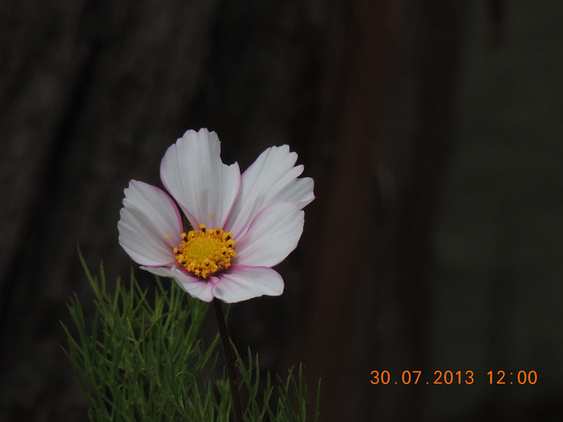 flower 252_.jpg