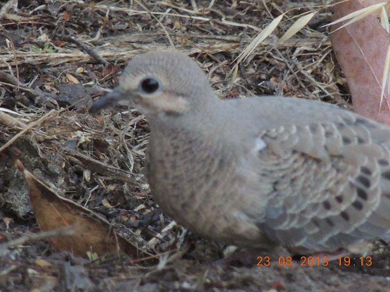 bird 381_.jpg