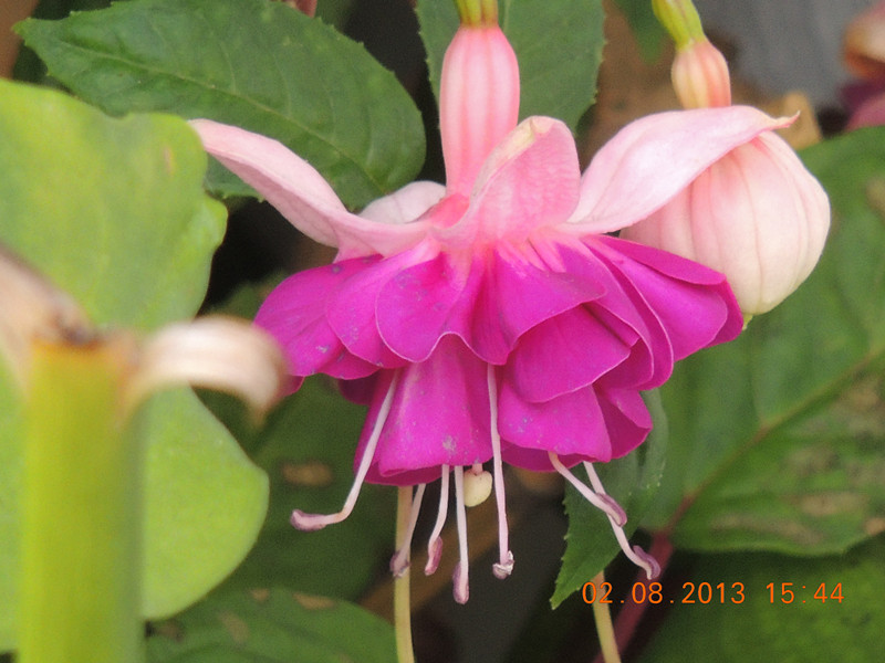 flower 333_.jpg