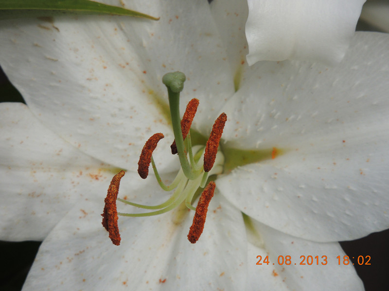 flower 676_.jpg