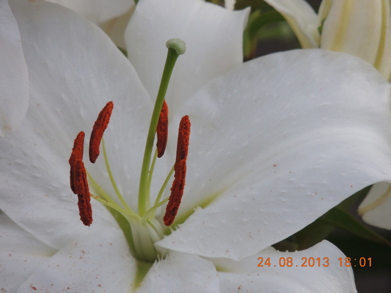 flower 671_.jpg