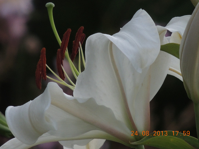 flower 659_.jpg
