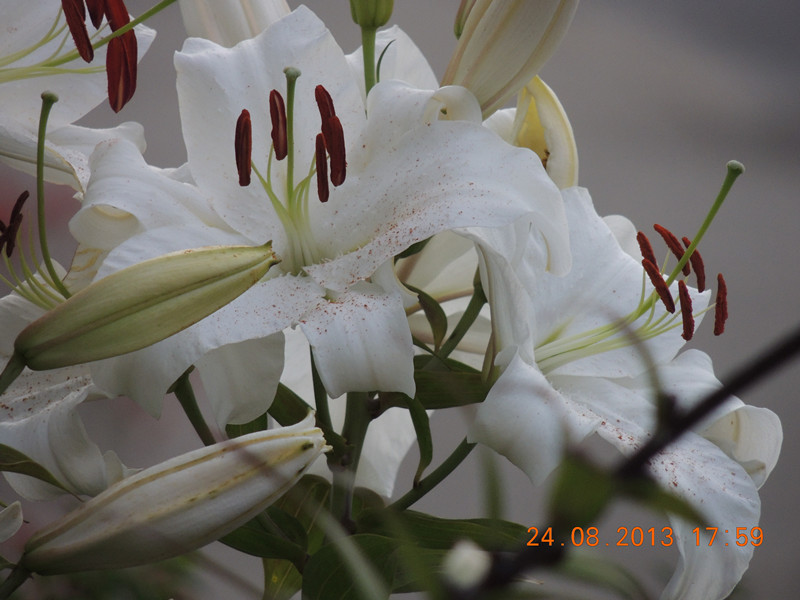 flower 658_.jpg