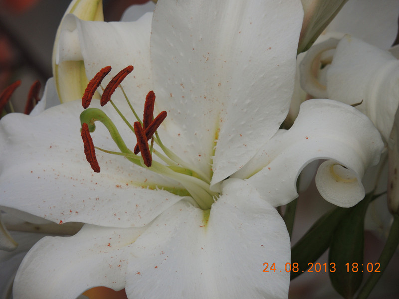 flower 680_.jpg
