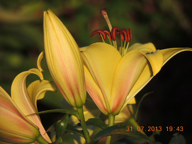 flower 270_.jpg