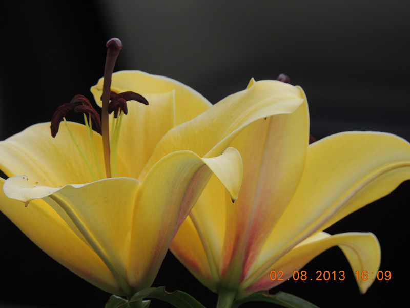 flower 366_.jpg