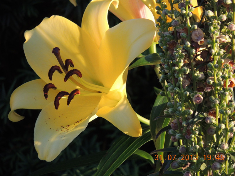 flower 278_.jpg