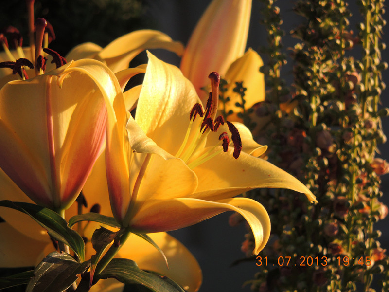 flower 282_.jpg