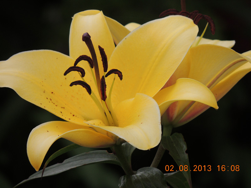 flower 360_.jpg