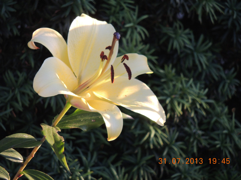 flower 280_.jpg