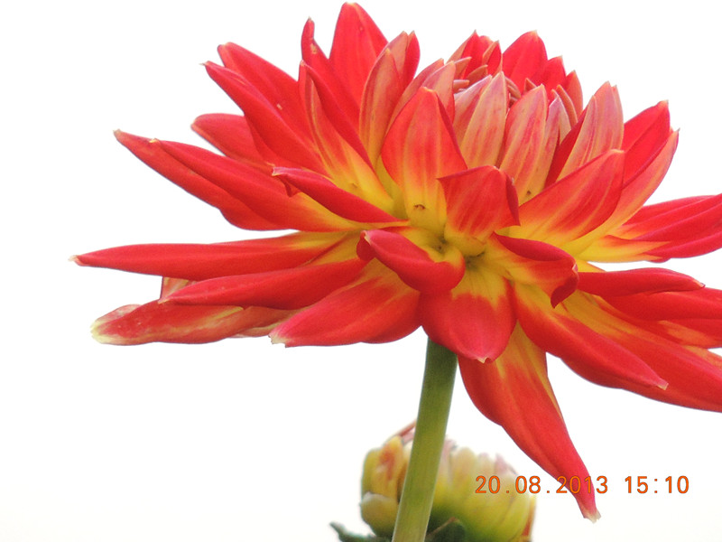flower 592_.jpg