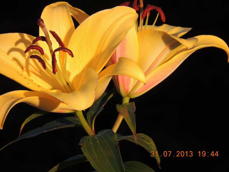 flower 273_.jpg