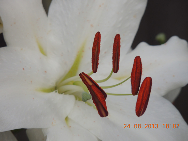 flower 675_.jpg