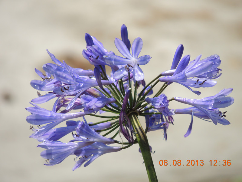 flower 395_.jpg