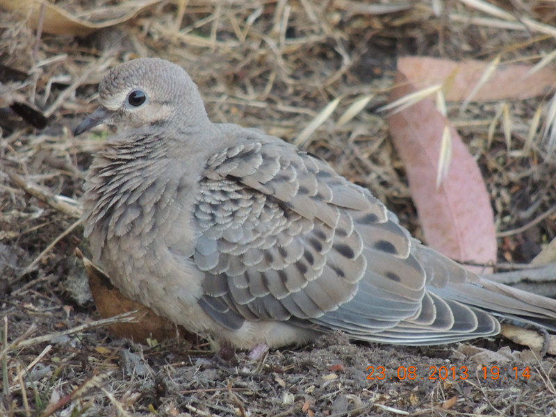 bird 393_.jpg