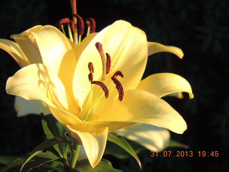 flower 279_.jpg