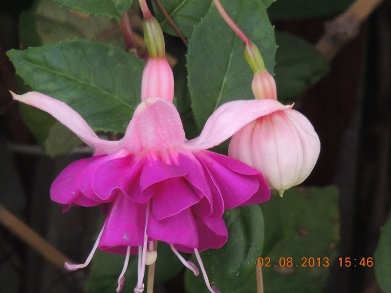 flower 342_.jpg