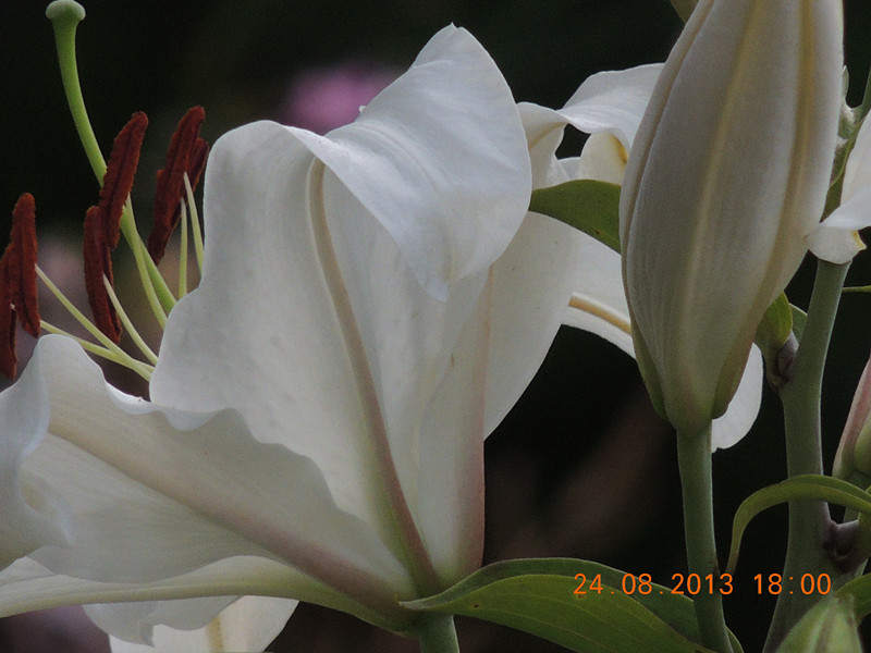flower 665_.jpg
