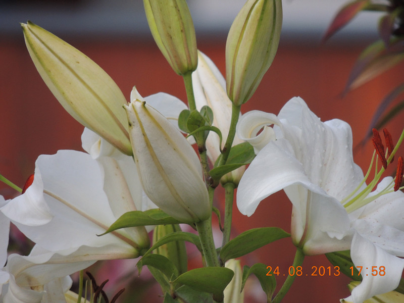flower 652_.jpg
