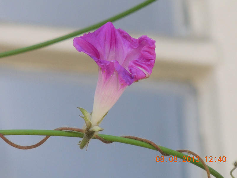 flower 410_.jpg
