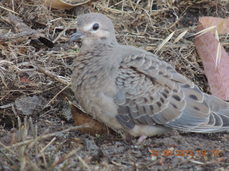 bird 387_.jpg
