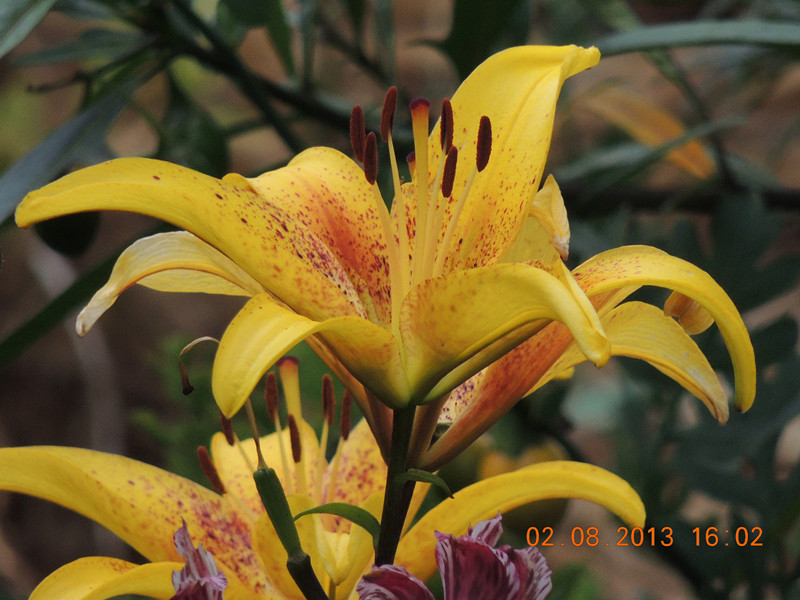flower 350_.jpg