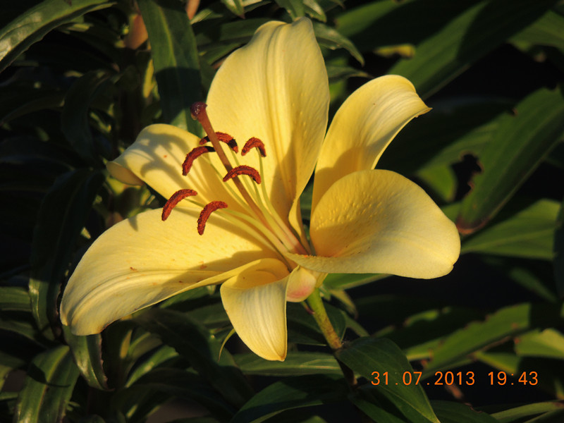 flower 272_.jpg