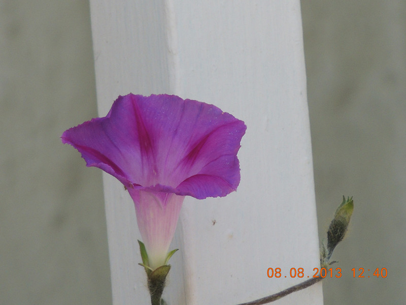 flower 411_.jpg