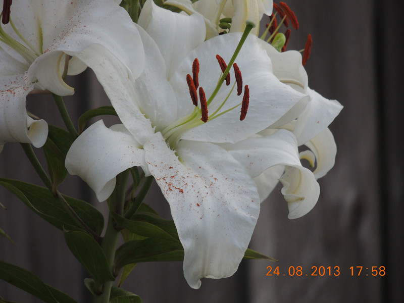 flower 654_.jpg