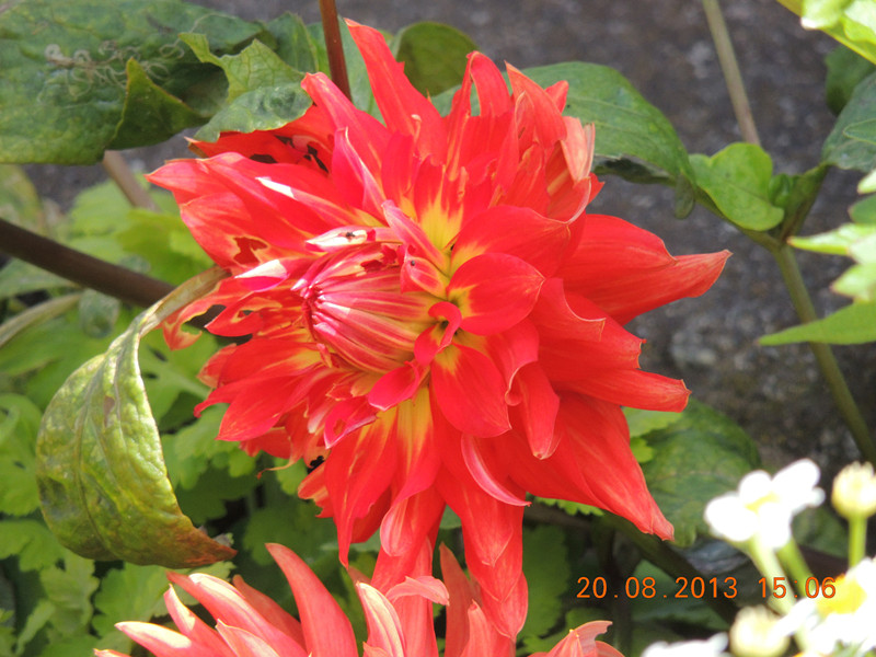 flower 586_.jpg