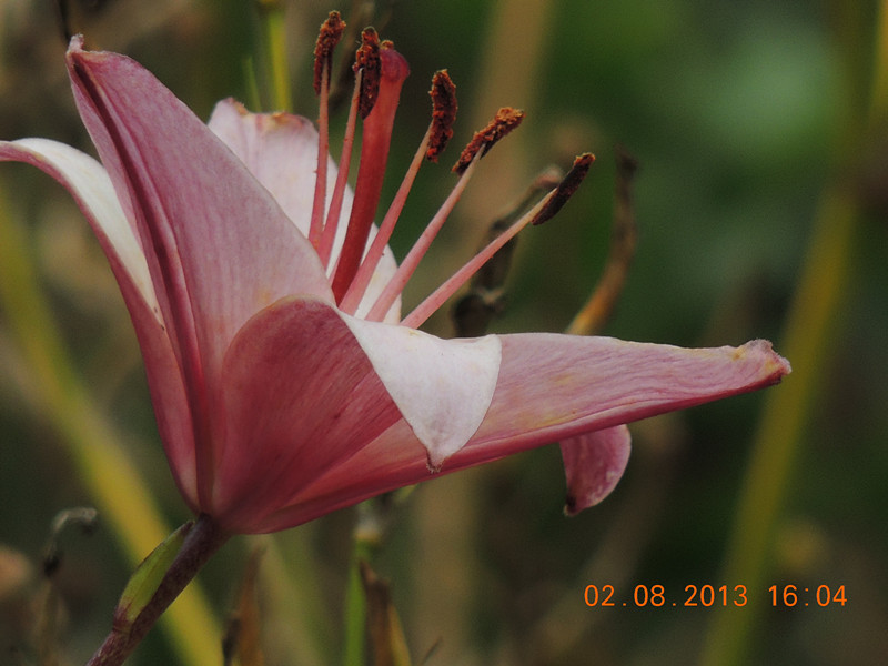 flower 356_.jpg