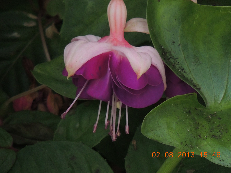 flower 343_.jpg