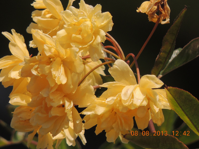 flower 415_.jpg