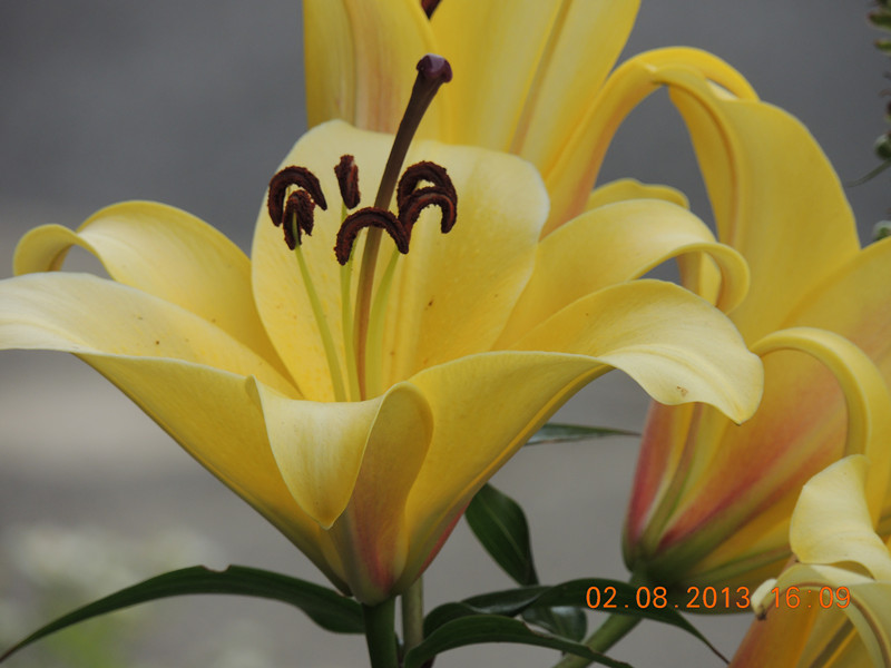 flower 365_.jpg