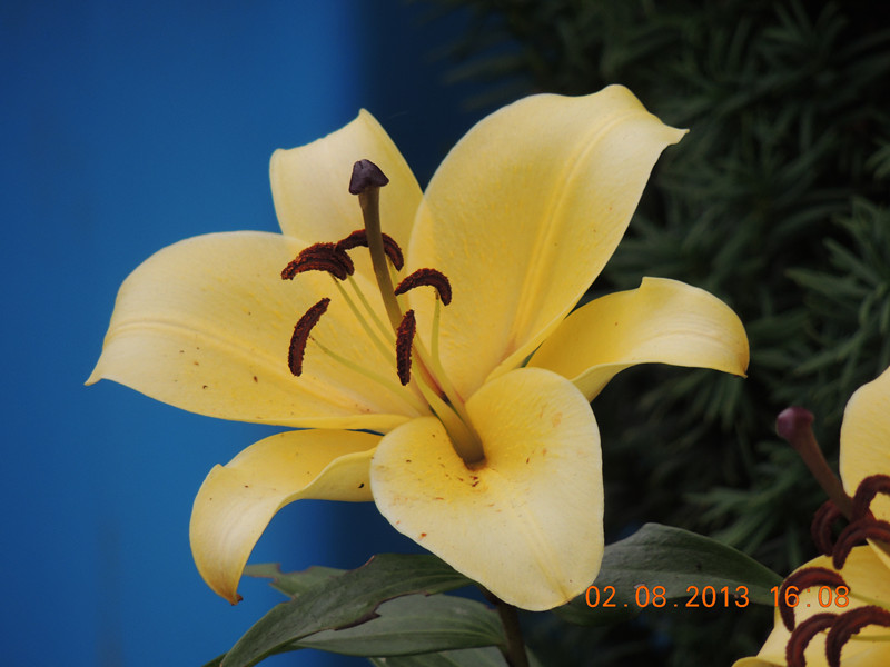 flower 362_.jpg