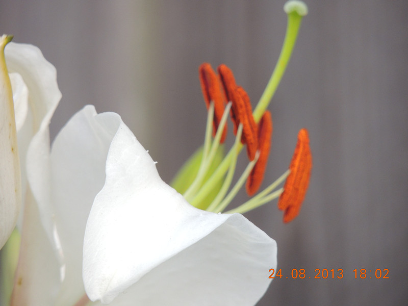 flower 674_.jpg