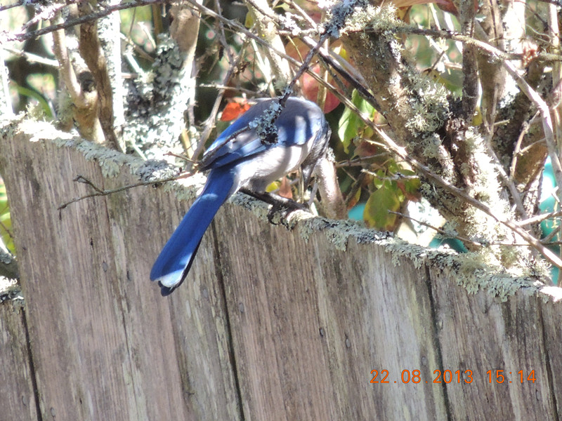 bird 160_.jpg