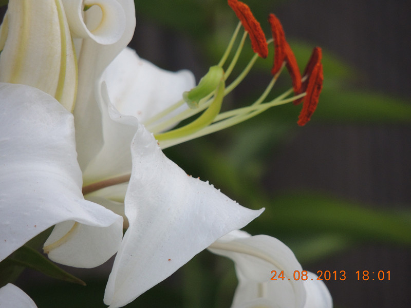 flower 669_.jpg
