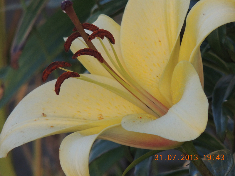 flower 271_.jpg