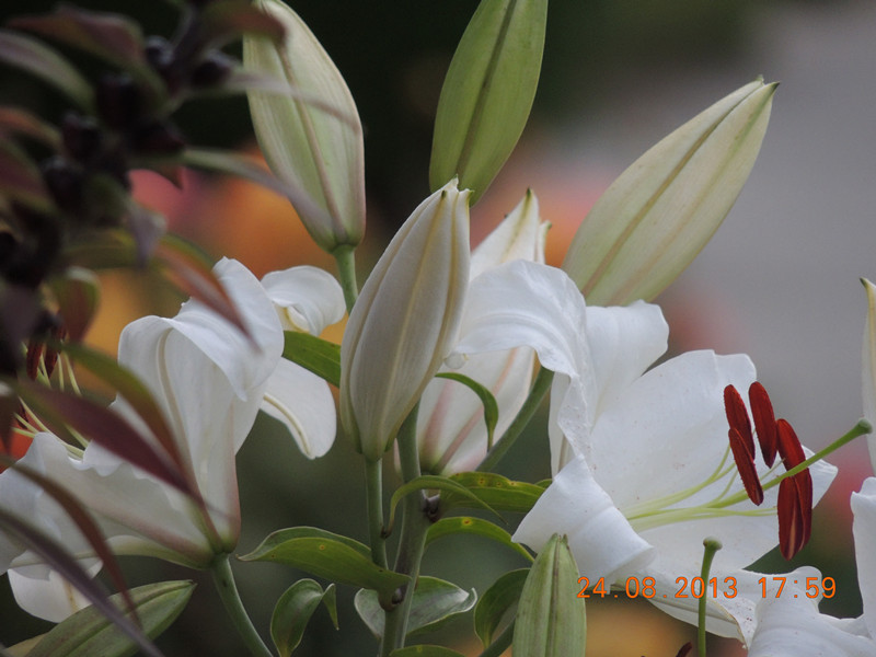 flower 656_.jpg