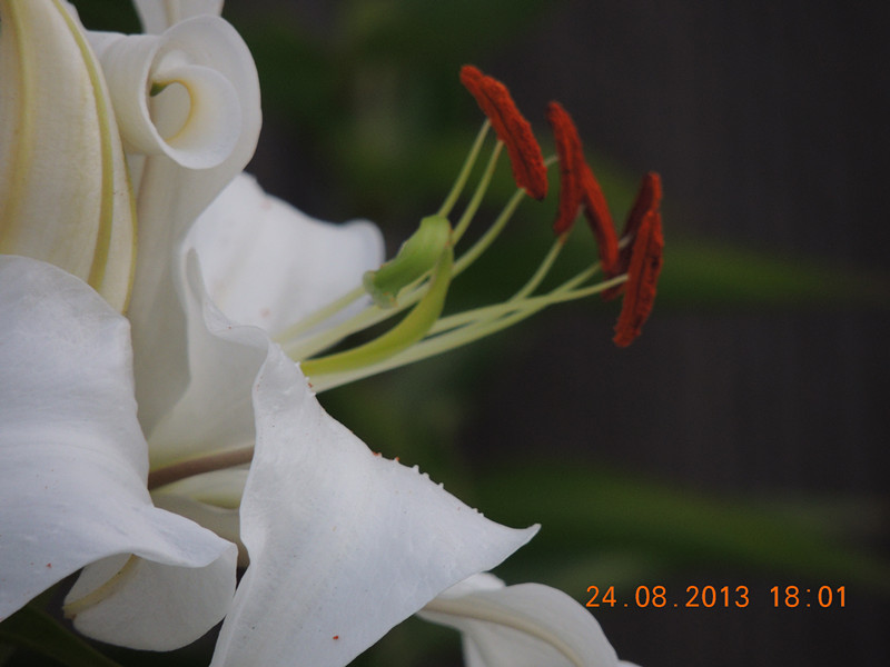 flower 668_.jpg