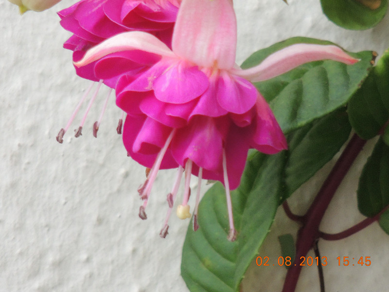 flower 338_.jpg