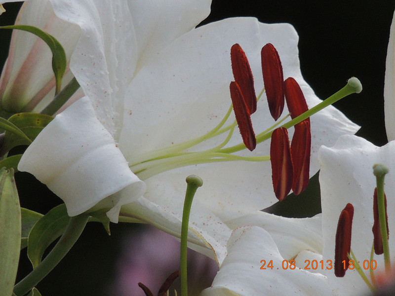 flower 663_.jpg