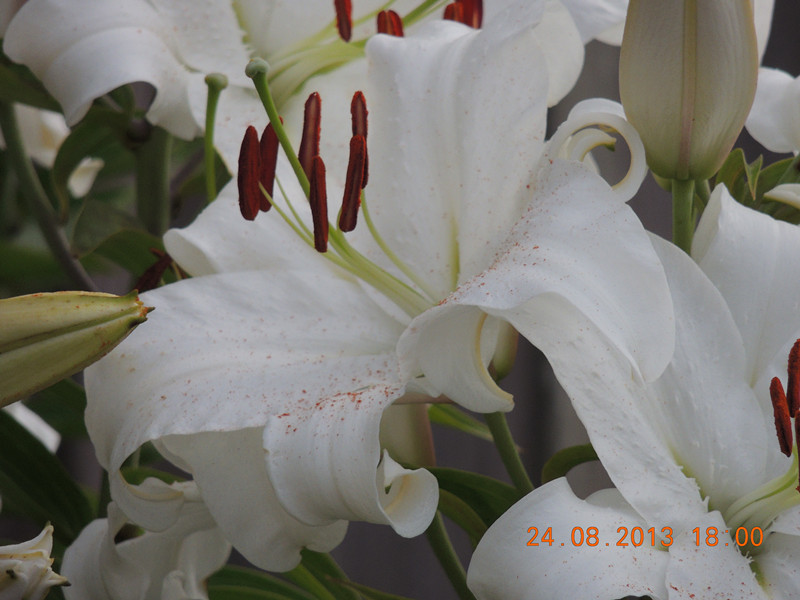 flower 666_.jpg