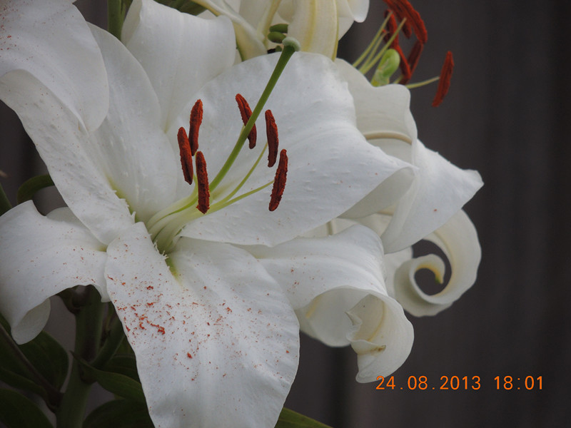 flower 667_.jpg