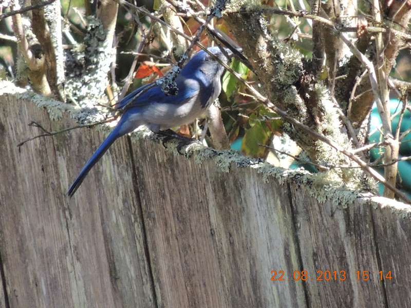 bird 164_.jpg