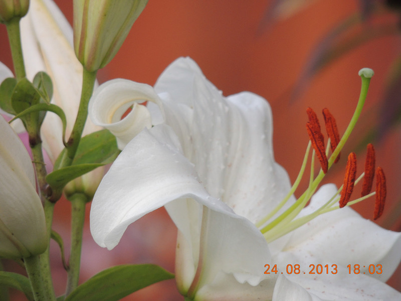 flower 682_.jpg